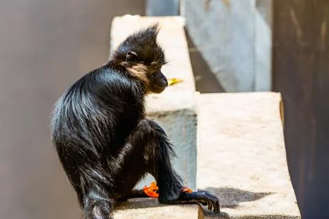 Black monkey Foto stock