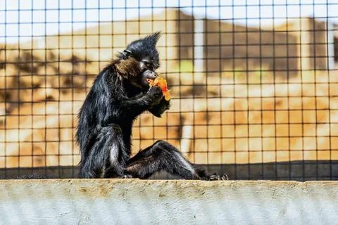 Black monkey Stock Photos