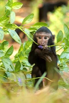 Black monkey Stock Photos