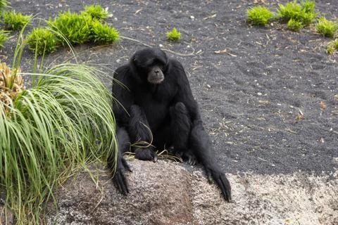 Black monkey Stock Photos