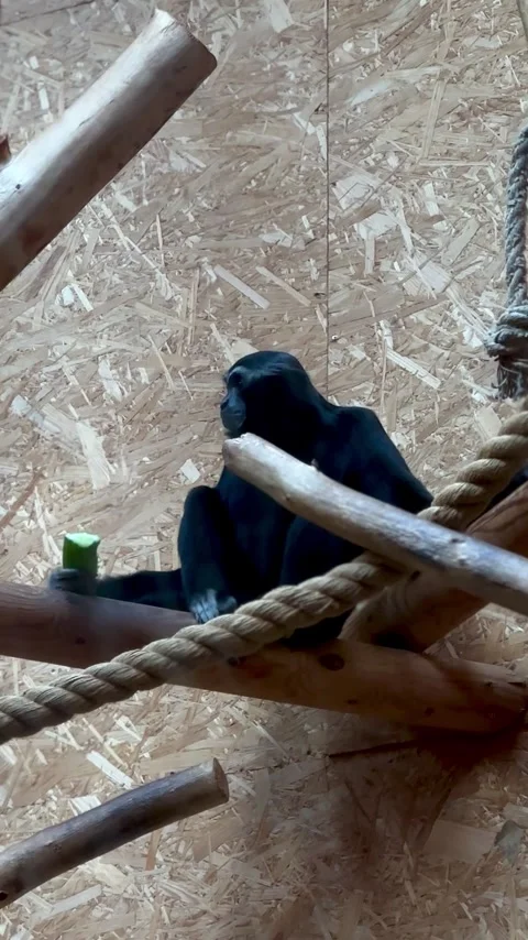Black monkey resting on wooden branches in enclosure Stock Footage 339367628