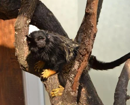 Black monkey sitting on tree branch in zoo Stock-Fotos