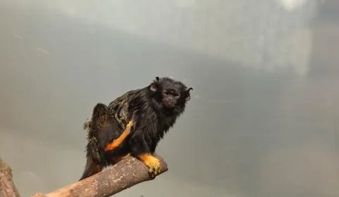Black monkey sitting on tree branch in zoo Stock-Fotos
