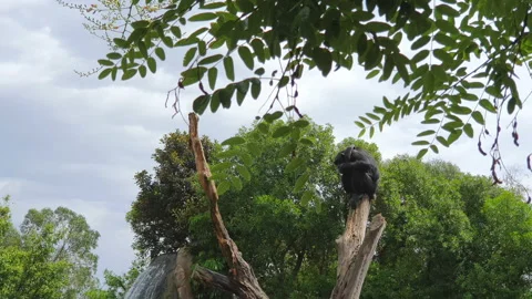 Black monkey that sleeps on a dry trunk in a wildlife Park against the backdrop Stock Footage 114748649