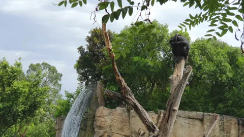 Black monkey that sleeps on a dry trunk in a wildlife Park against the backdrop Stock Footage 114748975