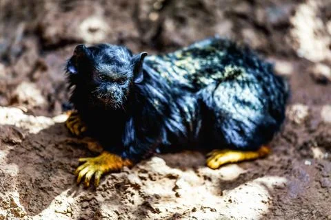 Black monkey tamarin Stock Photos