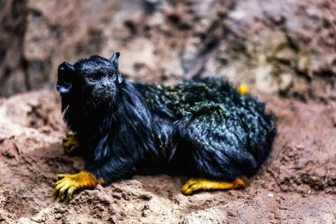 Black monkey tamarin Stock Photos