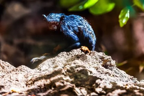 Black monkey tamarin Stock Photos