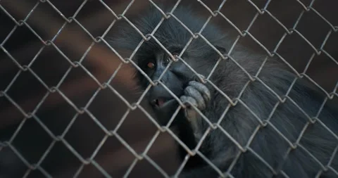 A black monkey is trapped behind the bars of a zoo cage in the dark Stock Footage 166992248