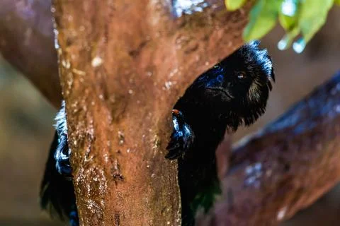 Black monkey on tree Stock Photos