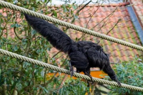 Black Monkey Walking on Rope Stock Photos