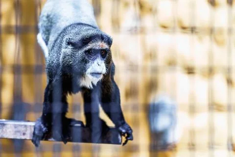 Black monkey in zoo cell Stock Photos