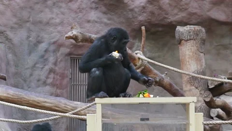 Black monkey in the zoo eats food sitting on a wooden log Vidéo 239566351