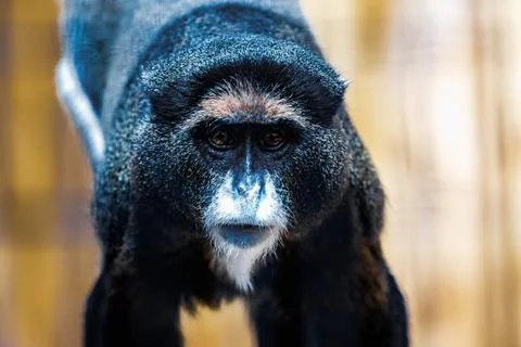 Black monkey in zoo Stock Photos