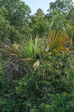 Black monkeys in rainforest Stock Photos