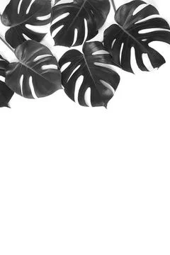 Black monstera leaves pattern frame isolated on a white background. copy space Stock Photos