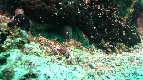 Black moray eel off Cape Verde Stock Footage 131013292