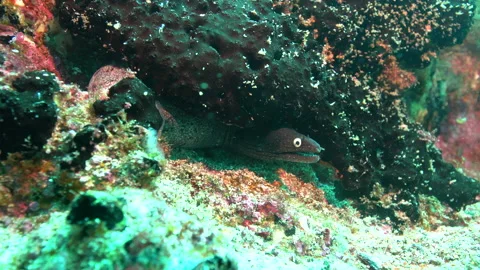 Black moray eel off Cape Verde Stock Footage 131013513