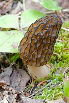 Black morel Stock Photos