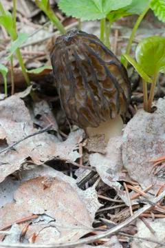 Black morel Stock Photos