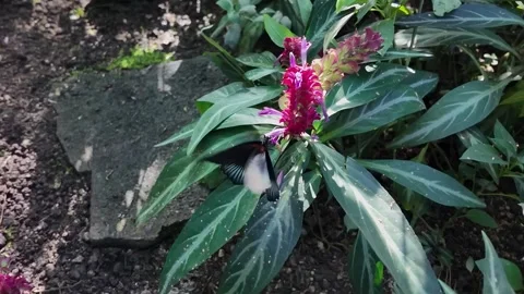 Black Mormon Butterfly in slow motion Stock Footage 302653795