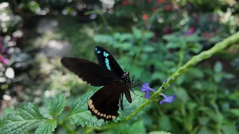 Black Mormon Butterfly in slow motion Stock Footage 302654953
