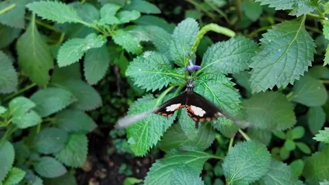 Black Mormon Butterfly in slow motion Stock Footage 302720005