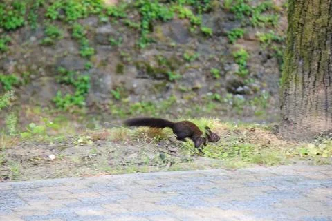 Black Morph Eurasian Red Squirrel Running Photos