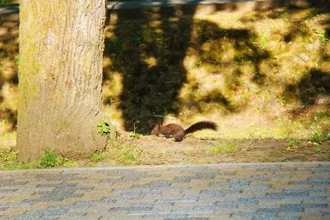 Black Morph Eurasian Red Squirrel on the Sun Фото