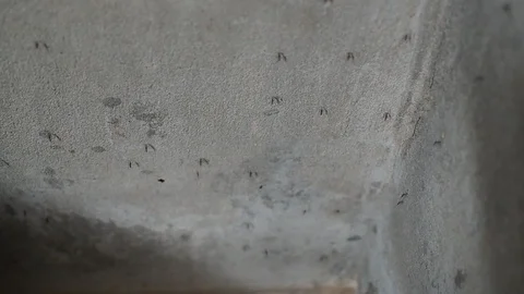 Black mosquito flock flying, attach grey cement wall corner in toilet Stock Footage 87388274