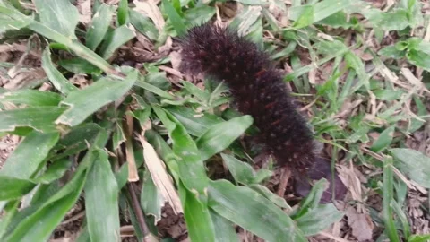 A black moth caterpillar crawling on the grass. Called a fire caterpillar Stock Footage 157297540