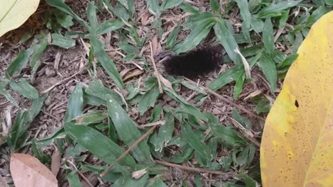 A black moth caterpillar crawling on the grass. Called a fire caterpillar, it Stock Footage 157297541