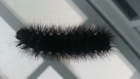A black moth caterpillar crawling on top of a glass table. Called fire caterp Stock Footage 157297519