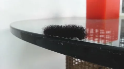 A black moth caterpillar crawling on top of a glass table. Called fire caterp Stock Footage 157297525