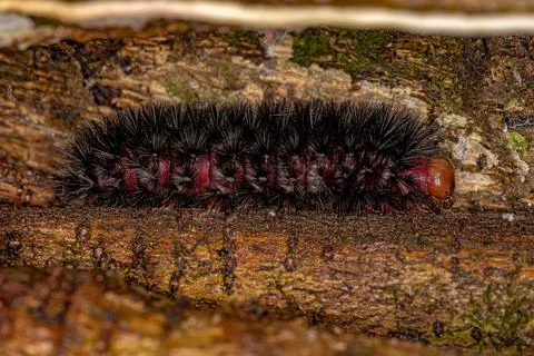 Black moth caterpillar Stock Photos