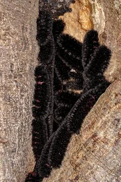 Black moth caterpillar Stock Photos