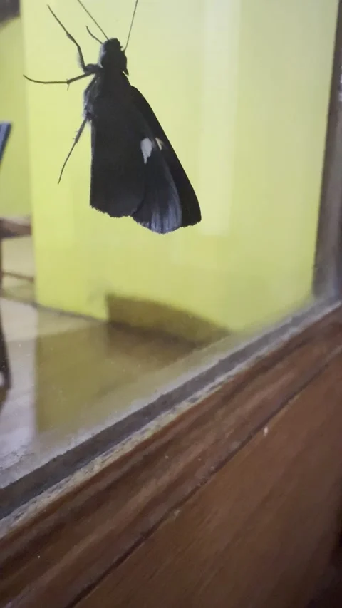 Black Moth Resting on Glass Window Against Yellow Wall Stock Footage 342146894