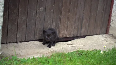 A black mother cat with two kittens sitting by a rustic barn wall Stock Footage 328657702
