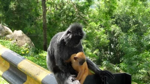 A black mother monkey is watching her cubs playing on the side of the road, Stock Footage 263174339