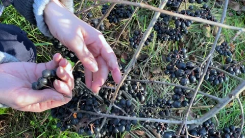 Black mountain ash, slow motion, hand crushed black mountain ash. Stock Footage 239812078