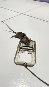 A black mouse caught in a mousetrap 스톡 사진