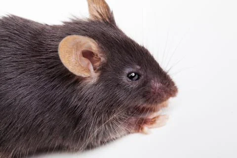 Black mouse Stock Photos