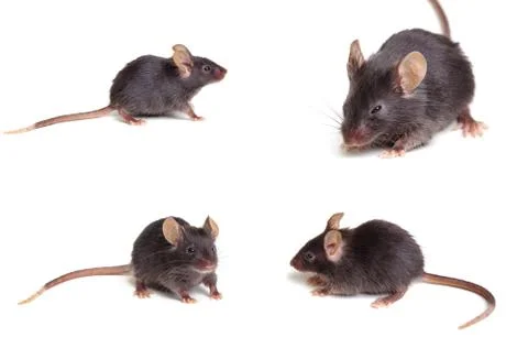 Black mouse Stock Photos