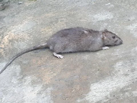 Black mouse Foto stock
