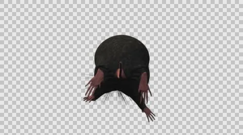 Black Mouse Running - Back View - With Embedded Alpha- Looped Clip Vídeos de archivo 61378493