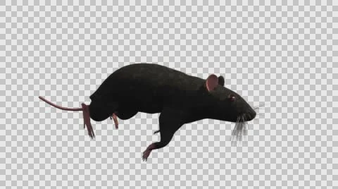 Black Mouse Running - Front Right View - With Embedded Alpha- Looped Clip Vídeos de archivo 61377925