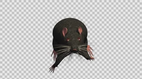 Black Mouse Running - Front View - With Embedded Alpha- Looped Clip Video stock 61378588