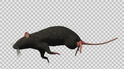 Black Mouse Running - Left View - With Embedded Alpha- Looped Clip Vídeos de archivo 61378552