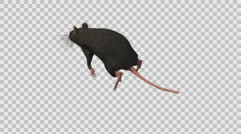 Black Mouse Running - Top Back Left Axo View - With Embedded Alpha- Looped Cl Vídeos de archivo 61377947