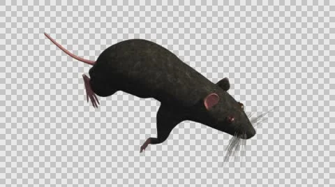 Black Mouse Running - Top Left Axo View - With Embedded Alpha- Looped Clip Vídeos de archivo 61378640